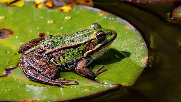 উত্তরপ্রদেশে ব্যাঙের বিয়ে উত্তরপ্রদেশে ব্যাঙের বিয়ে