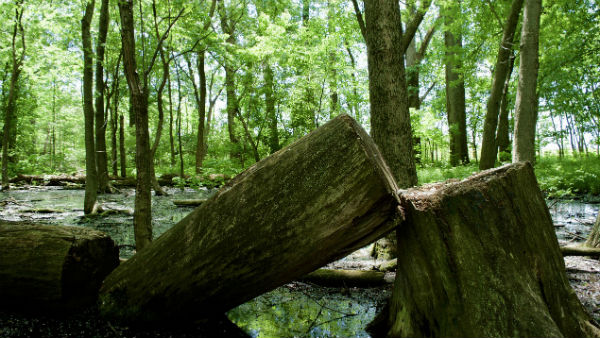  গাছ কাটা হবে না