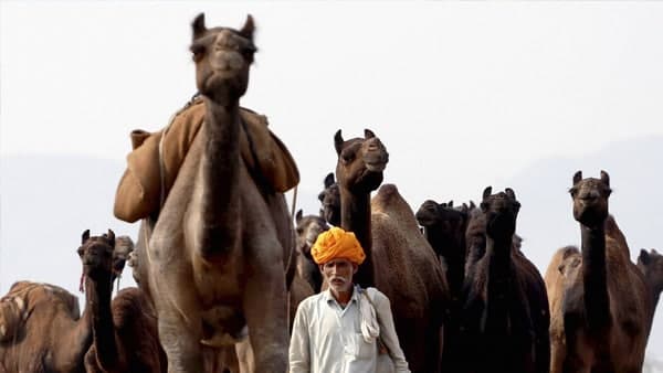 পুষ্কর মেলা ও আয়োজন পুষ্কর মেলা ও আয়োজন