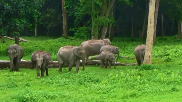 কী দেখবেন কী দেখবেন