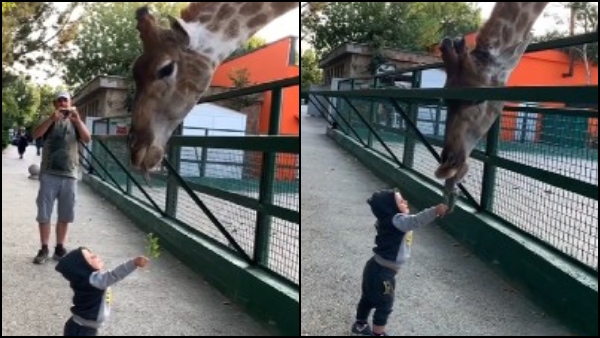 খুদে খুদে হাত দিয়ে চিড়িয়াখানায় জিরাফকে খাওয়াচ্ছে শিশু, ভিডিও ভাইরাল এক নিমিষে খুদে খুদে হাত দিয়ে চিড়িয়াখানায় জিরাফকে খাওয়াচ্ছে শিশু, ভিডিও ভাইরাল এক নিমিষে