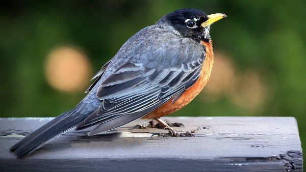 পাখিদের খাওয়ানো