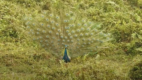 গরুমারা ও সৌন্দর্য্য