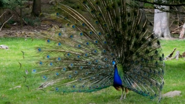 সুন্দরী জলদাপাড়া সুন্দরী জলদাপাড়া