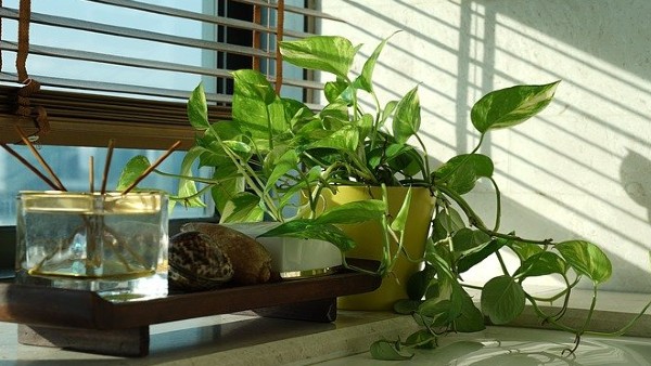 গাছ কেনার সময় পাতার রং দেখুন গাছ কেনার সময় পাতার রং দেখুন