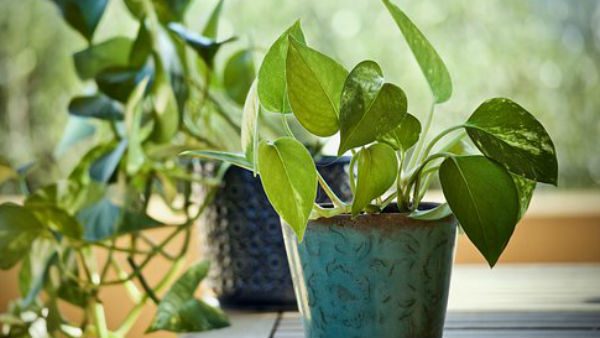 কোন দিকে রাখা উচিত এই গাছ কোন দিকে রাখা উচিত এই গাছ