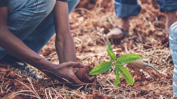 শুকনো পাতা আর ডাল কাটবেন না শুকনো পাতা আর ডাল কাটবেন না