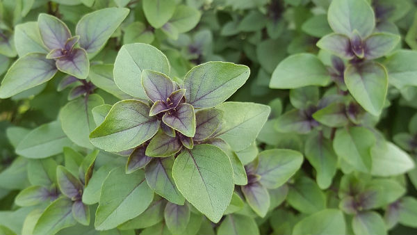 বাইরে বের হওয়ার আগে রাখুন তুলসী পাতা বাইরে বের হওয়ার আগে রাখুন তুলসী পাতা