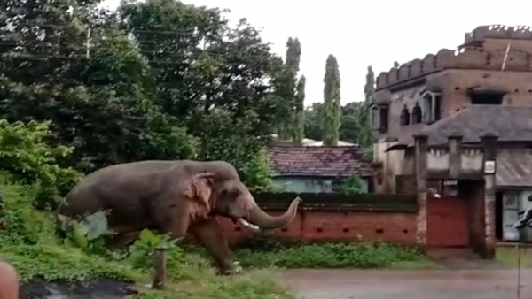 অরুণাচলপ্রদেশ থেকে হাতি পাচার গুজরাতে অরুণাচলপ্রদেশ থেকে হাতি পাচার গুজরাতে