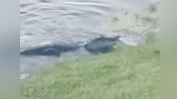 ডাঙায় লাফিয়ে এসে মাছটিকে গিলে নিল সেই যমদূত