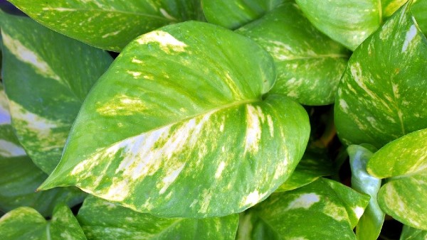 কোথায় রাখতে হবে মানি প্ল্যান্ট?