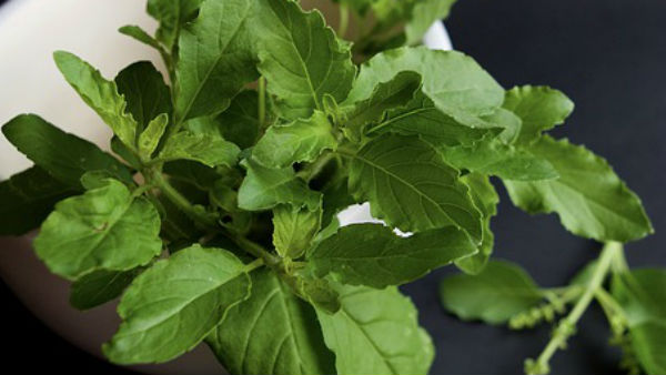 নবরাত্রির সময় লাগান তুলসী গাছ