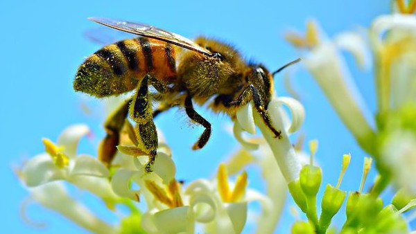 মৌমাছির মৌচাক