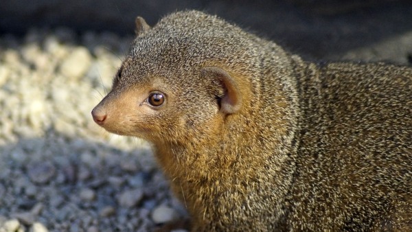বেজি যদি রাস্তা কাটে