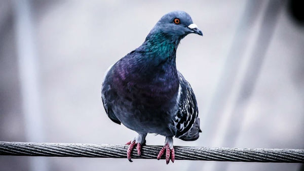 জলবায়ুর পরিবর্তন 