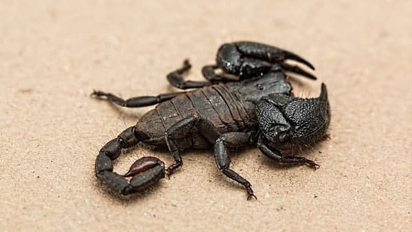 হামলাতে বিপর্যস্ত একটা গোটা শহর।