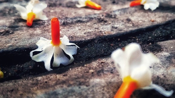 শিউলি শিউলি