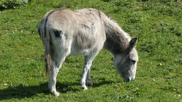 গাধার সংখ্যা ৬১.২৩ শতাংশ হ্রাস গাধার সংখ্যা ৬১.২৩ শতাংশ হ্রাস