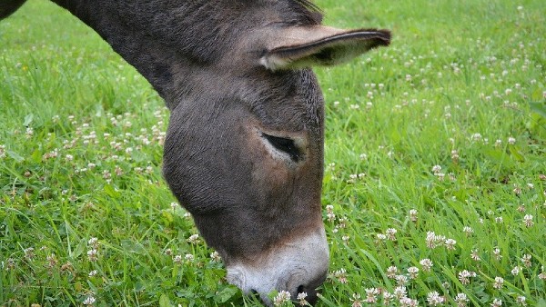 ভার্মা কী বললেন ভার্মা কী বললেন