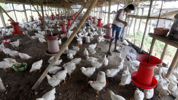 বড়দিনে বড় বিপদ!