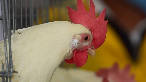 কেরলে বার্ড ফ্লুয়ের আতঙ্ক