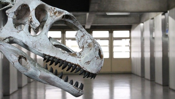 কত বছর আগে বেঁচে ছিল ডাইনোসরটি