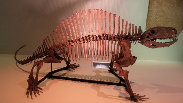 ৪৫টি নতুন ডাইনোসরের প্রজাতি খোঁজ