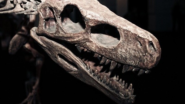  পোলিশ জিওলজিক্যাল ইনস্টিটিউট কি জানালেন