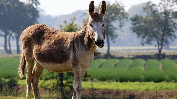 গাধার চামড়া দিয়ে কী করা হয় গাধার চামড়া দিয়ে কী করা হয়