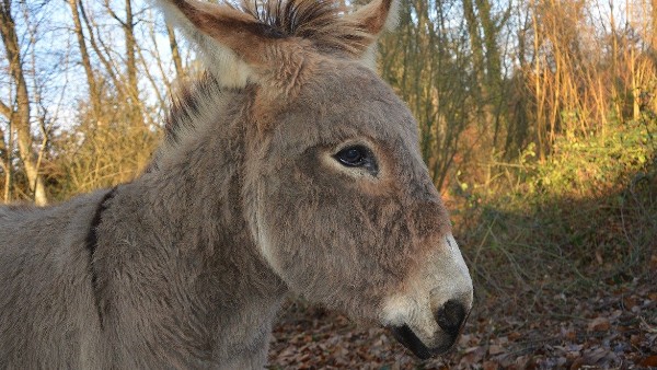 গাধার ব্যবসায়ী কী বললেন গাধার ব্যবসায়ী কী বললেন