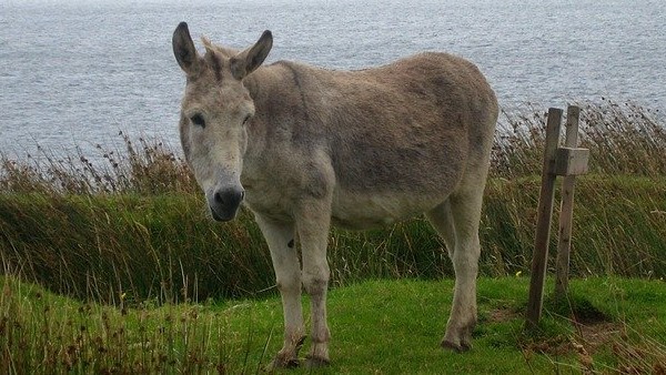 পুলিশ ৩৯ টি গাধা উদ্ধার করেছে পুলিশ ৩৯ টি গাধা উদ্ধার করেছে