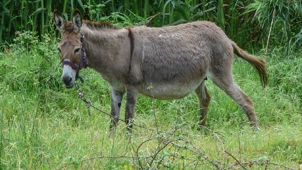 গাধার সংখ্যা হ্রাসে চীন দায়ী গাধার সংখ্যা হ্রাসে চীন দায়ী