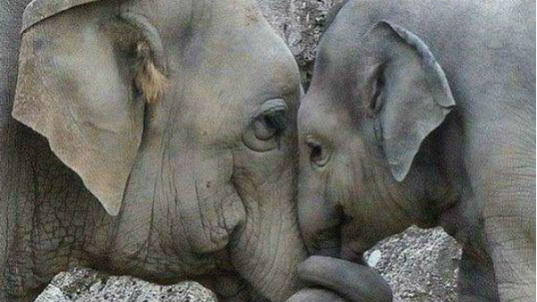 স্বপ্নে হাতি দেখা স্বপ্নে হাতি দেখা