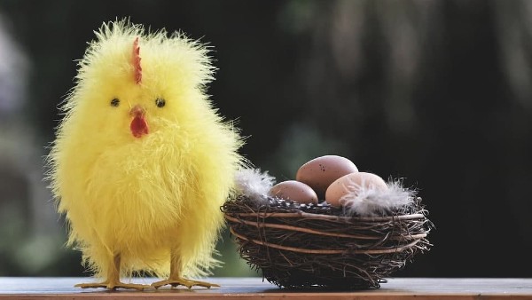 ডিম আগে না মুরগী?