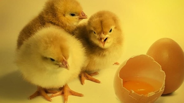 কেন ডিমের আগে এসেছে মুরগী?