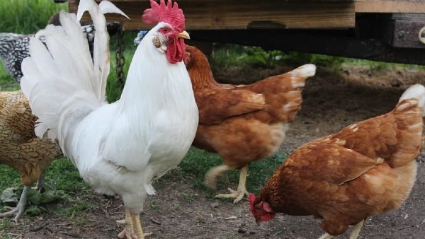 বিজ্ঞানীদের মতভেদ