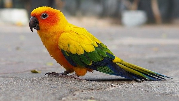  তোতাপাখির ছবি