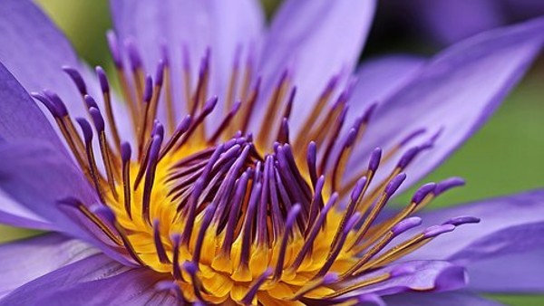 ঐশ্বর্যের প্রতীক হিসেবে দেখা হত বেগুনি রংকে