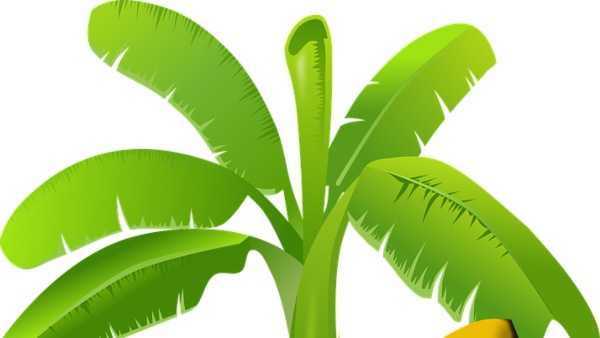 কলাগাছ পুঁতে দিন