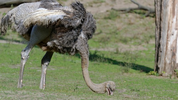 ৫০ হাজার বছর আগে মানুষের সঙ্গে যোগাযোগ রাখতে ৫০ হাজার বছর আগে মানুষের সঙ্গে যোগাযোগ রাখতে