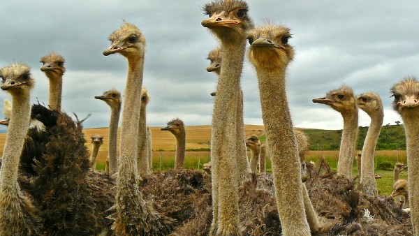 উটপাখির ডিমের খোসার পুঁতি ব্যবহার করে যোগাযোগ উটপাখির ডিমের খোসার পুঁতি ব্যবহার করে যোগাযোগ