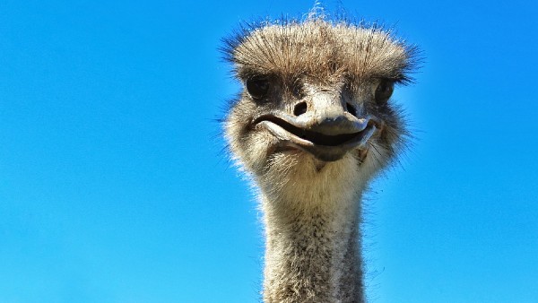 উটপাখির ডিমের খোসার পুঁতিতে সামাজিক যোগাযোগ স্থাপন উটপাখির ডিমের খোসার পুঁতিতে সামাজিক যোগাযোগ স্থাপন