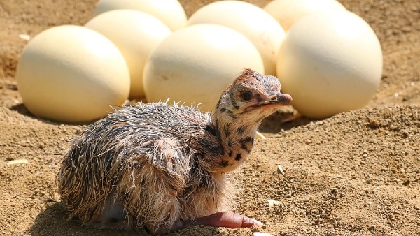 ১৫০০টিরও বেশি পৃথক পুঁতি থেকে পাওয়া তথ্য গবেষণায় ১৫০০টিরও বেশি পৃথক পুঁতি থেকে পাওয়া তথ্য গবেষণায়