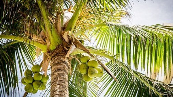 ছোট নারকেল লাল কাপড়ে মুড়ে রাখুন ছোট নারকেল লাল কাপড়ে মুড়ে রাখুন