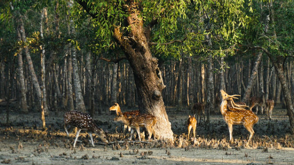 সুন্দরবন