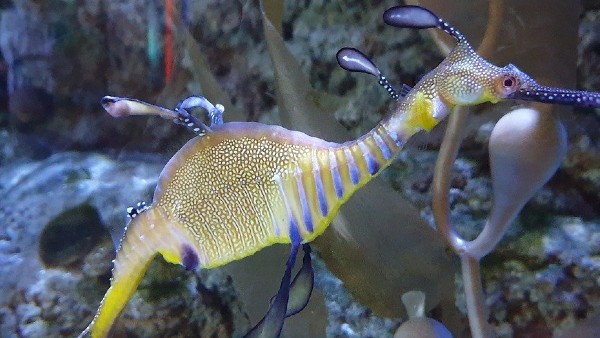 ৯০ মিলিয়ন বছর আগে বিলুপ্ত হয়েছিল ইচথায়োসর 