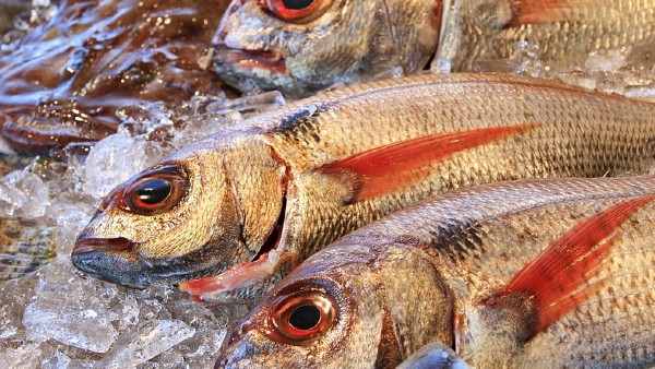 কেরলের প্যারাসিনিক কাদাভু মন্দিরে মাছ ও টডি কেরলের প্যারাসিনিক কাদাভু মন্দিরে মাছ ও টডি