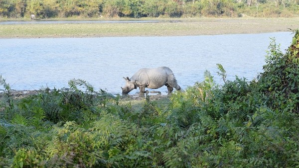 কাজিরাঙা জাতীয় উদ্যান