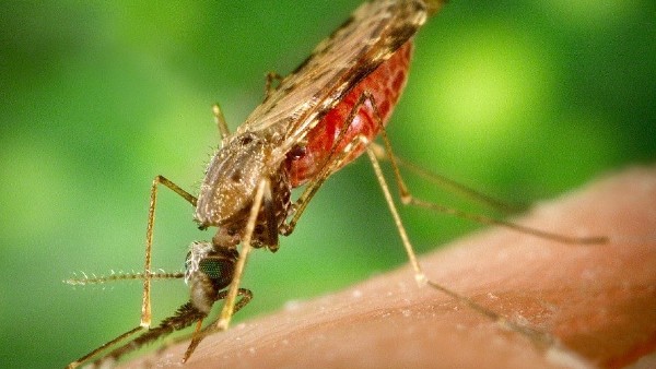  চোখ না থেকেও নির্ভুল সন্ধান