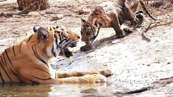  বাঘ কীভাবে মারা গিয়েছে?